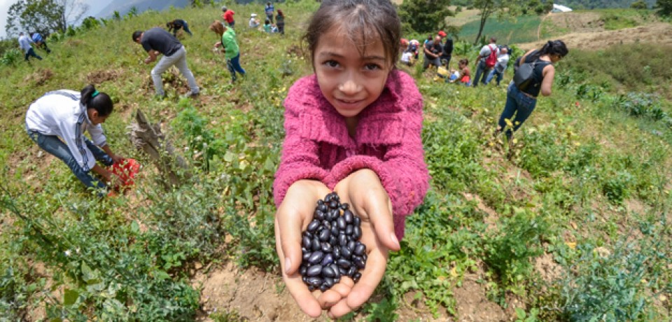 La caraota, el grano que se volvió autóctono