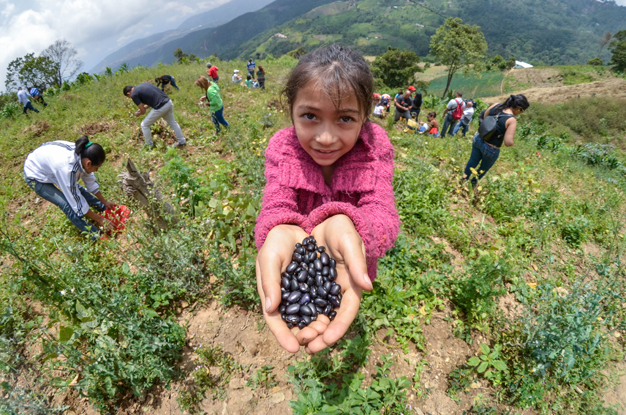 La caraota, el grano que se volvió autóctono